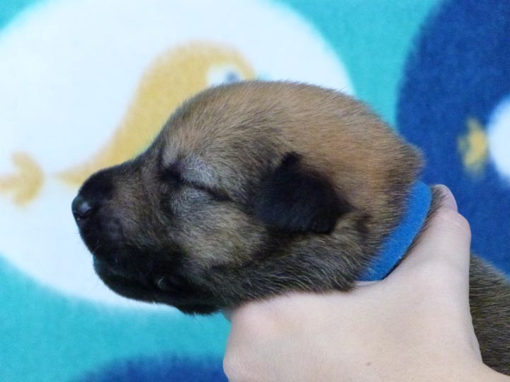 chinook puppy